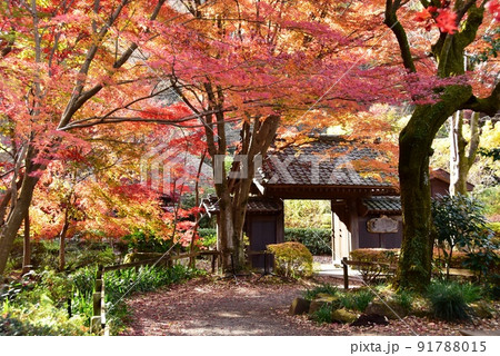 町田市薬師池公園色彩の杜　薬医門と色鮮やかな紅葉 91788015