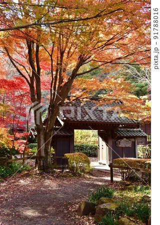 町田市薬師池公園色彩の杜　薬医門と色鮮やかな紅葉 91788016