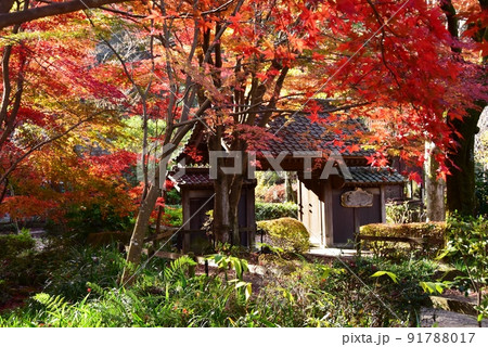 町田市薬師池公園色彩の杜　薬医門と色鮮やかな紅葉 91788017