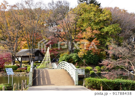 町田市薬師池公園色彩の杜　薬師池のタイコ橋と紅葉 91788438