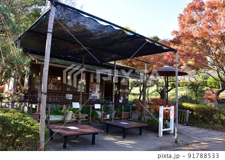 町田市薬師池公園色彩の杜 やくし茶屋と紅葉 町田市薬師池公園色彩の杜 やくし茶屋と紅葉 91788533