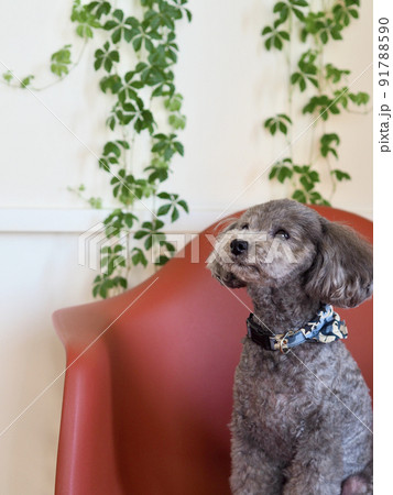 窓辺の赤い椅子に座るグレーのトイプードル　仕草が可愛い 91788590