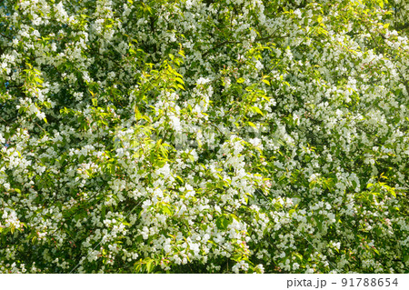 Apple blossom in the garden on spring 91788654