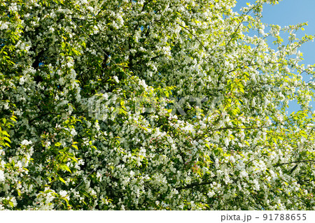 Apple blossom in the garden on spring 91788655