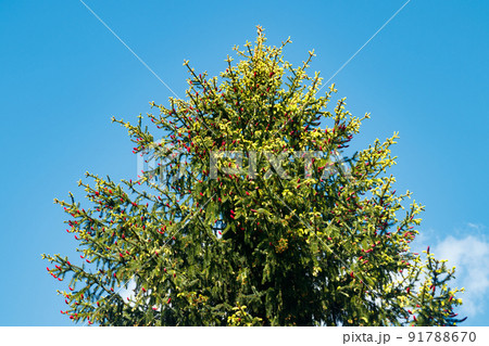Beautiful blooming spruce branches with red cones. 91788670