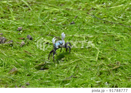 チゴガニ 91788777