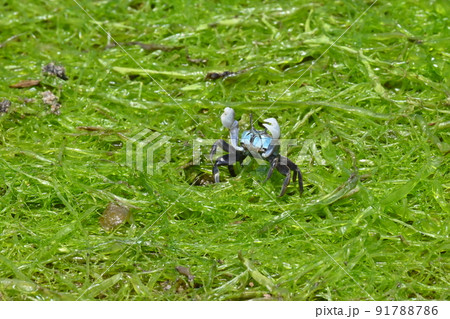 チゴガニ 91788786