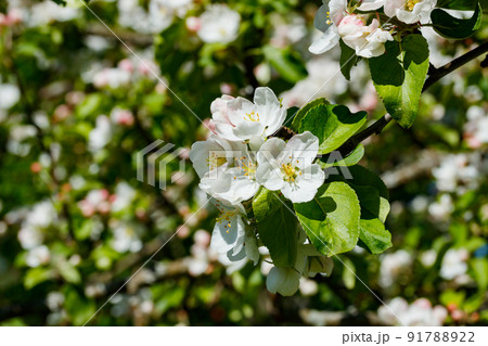 Apple blossom in the garden on spring 91788922