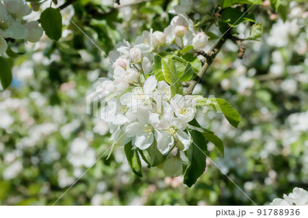 Apple blossom in the garden on spring 91788936