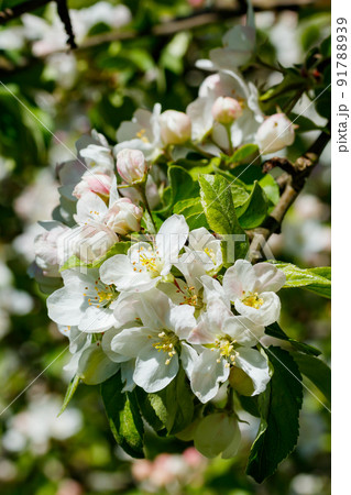 Apple blossom in the garden on spring 91788939
