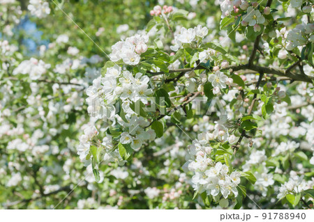 Apple blossom in the garden on spring 91788940