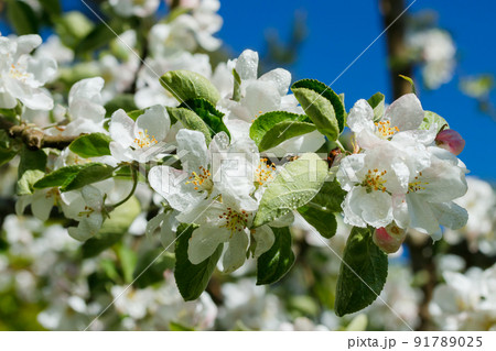 Apple blossom with raindrops in the garden on spring 91789025