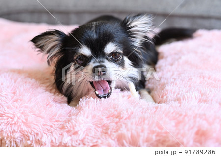 歯磨きガムを噛むチワワ 歯磨きガムを噛むチワワ 91789286