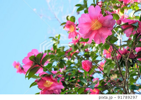 満開のサザンカ 91789297