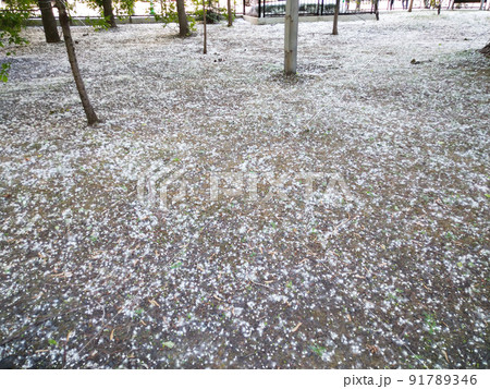 ポプラの綿毛が降り積もった白い地面 ポプラの綿毛が降り積もった白い地面 91789346