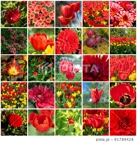 Collage with many images of different red flowers. Full size. 91789428