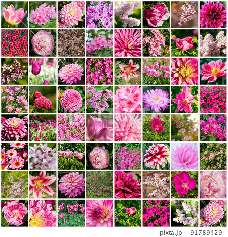Collage with many images of different pink flowers. Full size. 91789429