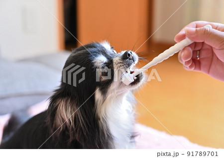 360度歯ブラシで歯磨きトレーニングをする犬 チワワ 360度歯ブラシで歯磨きトレーニングをする犬 チワワ 91789701