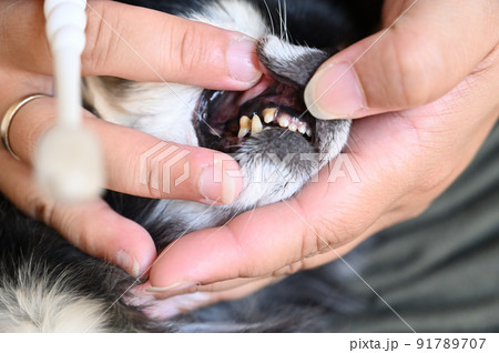 歯石が付着したシニア犬の歯のアップ　歯磨き　チワワ 91789707