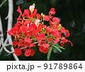 The Red peacock flowers blooming on tree 91789864