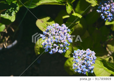 紫陽花 紫陽花 91789869