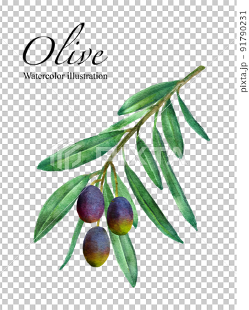 Olive fruit watercolor illustration 91790231