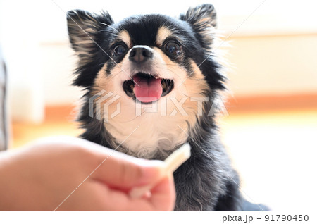 飼い主の女性から歯磨きガムをもらう犬のアップ チワワ 飼い主の女性から歯磨きガムをもらう犬のアップ チワワ 91790450