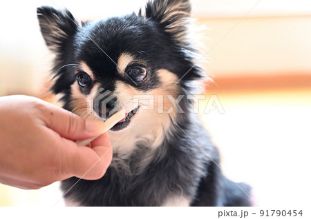 飼い主の女性から歯磨きガムをもらう犬のアップ チワワ 飼い主の女性から歯磨きガムをもらう犬のアップ チワワ 91790454