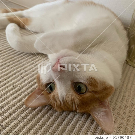 仰向けの猫 91790487