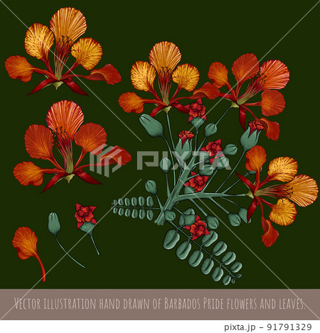Vector illustration hand drawn of Barbados Pride flowers and leaves Vector illustration hand drawn of Barbados Pride flowers and leaves 91791329