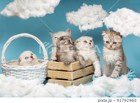Scottish kittens posing in studio sitting in wooden basket, wicker circle and basket. 91792960