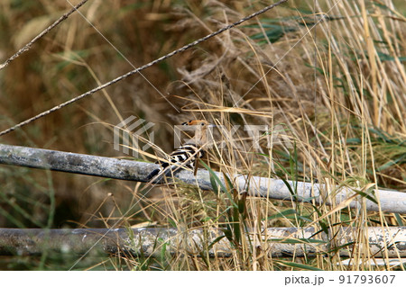 birds in a city park in northern Israel birds in a city park in northern Israel 91793607