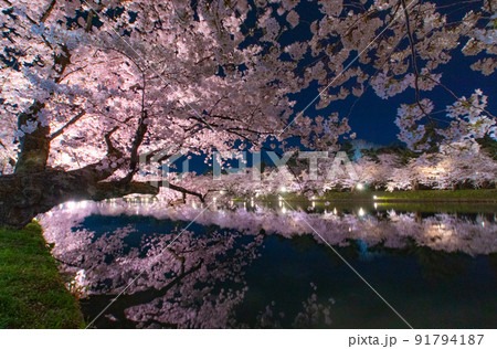 弘前公園夜景　西濠　夜桜リフレクション　青森県弘前市弘前公園 91794187