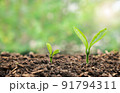 Small young plant seedlings with growing steps on soil. 91794311