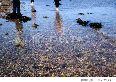 白州(リソサムニューム礁)長崎 南島原 白州(リソサムニューム礁)長崎 南島原 91794331