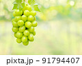 Hanging bunch of white grape with blurred green vineyard background 91794407