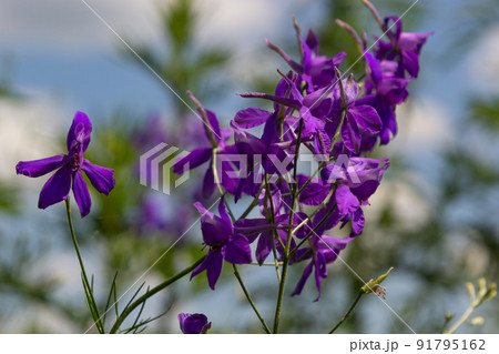 Consolida regalis, forking larkspur, rocket-larkspur, and field larkspur purple small flowers on the field Consolida regalis, forking larkspur, rocket-larkspur, and field larkspur purple small flowers on the field 91795162
