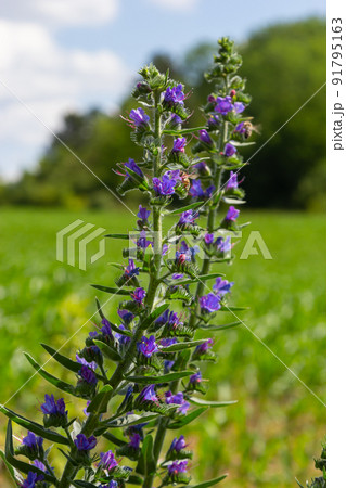 Blooming meadow in sunny summer day. Echium vulgare, beautiful wildflowers. Summer floral background, close-up flowers Blooming meadow in sunny summer day. Echium vulgare, beautiful wildflowers. Summer floral background, close-up flowers 91795163
