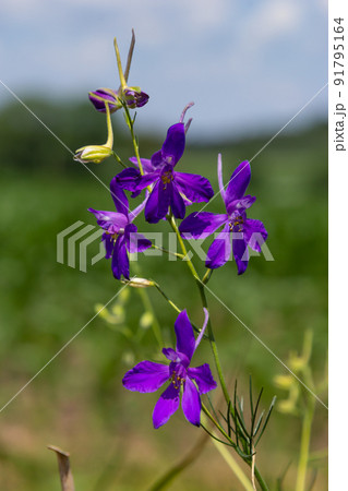 Consolida regalis, forking larkspur, rocket-larkspur, and field larkspur purple small flowers on the field 91795164