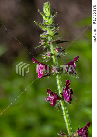 Blooming wild flower called Hedge Woundwort, Whitespot Stachys sylvatica 91795189
