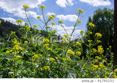 the Close up of Wintercress Barbarea vulgaris Brassicaceae. Selective focus.flower of Land cress, Barbarea verna.Yellow spring flower rape in the blur background of the summer landscape 91795231