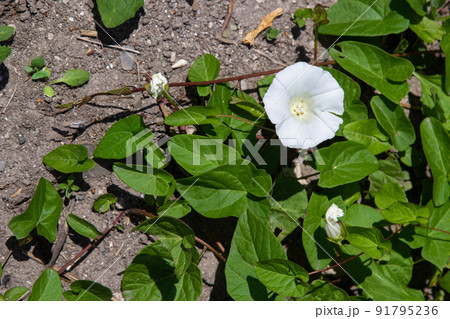 Convolvulus arvensis grows and blooms in the field Convolvulus arvensis grows and blooms in the field 91795236