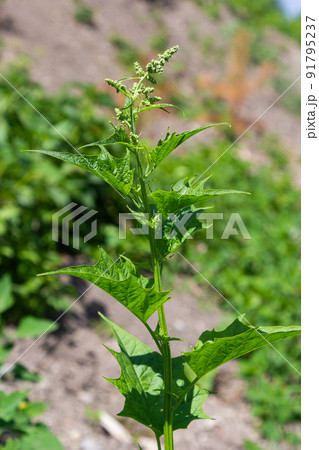 Blitum bonus-henricus, Chenopodium bonus-henricus, Good-king-Henry, Chenopodiaceae. Wild plant shot in summer Blitum bonus-henricus, Chenopodium bonus-henricus, Good-king-Henry, Chenopodiaceae. Wild plant shot in summer 91795237