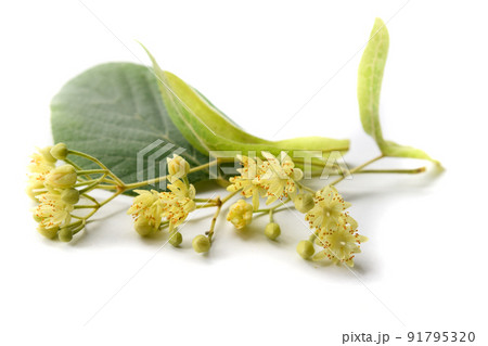 リンデンの花 91795320