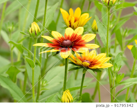 ルドベキア 91795342