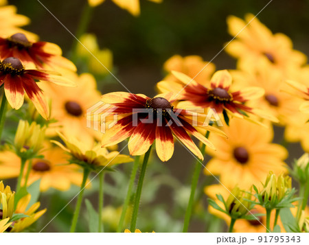 ルドベキア ルドベキア 91795343