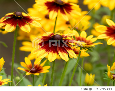 ルドベキア 91795344