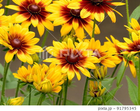 ルドベキア ルドベキア 91795345