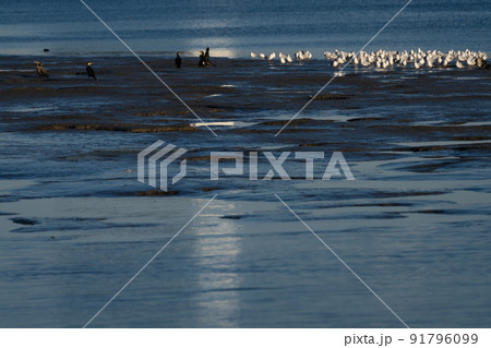 大田区　多摩川の水辺 91796099