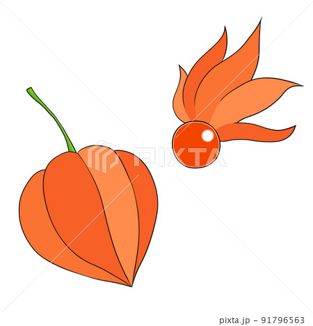 ほおずき(黒い線) ほおずき(黒い線) 91796563